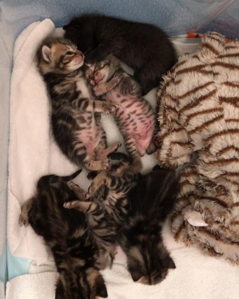 Маленьких маленьких новорожденных котят