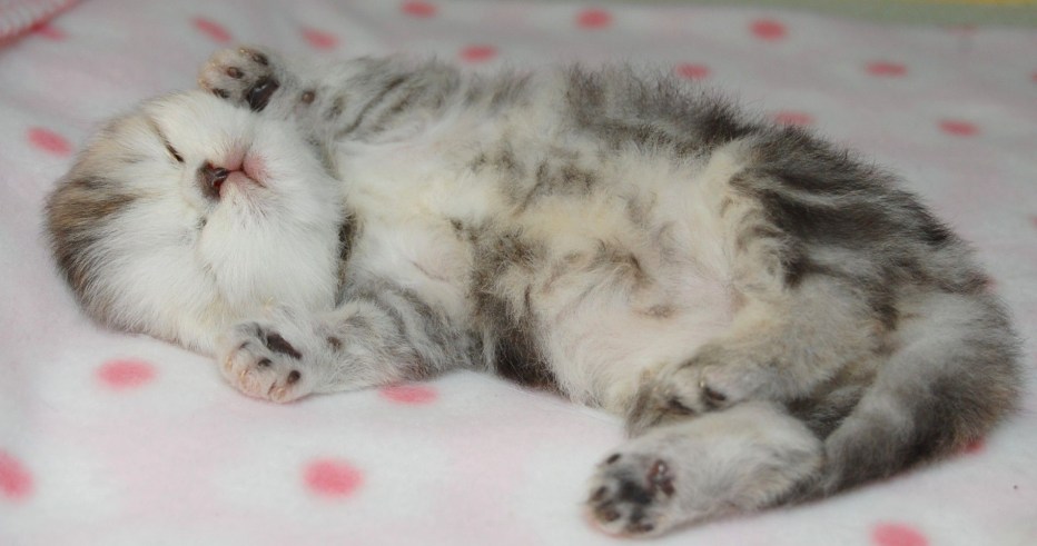 Новорожденный котенок крупным планом