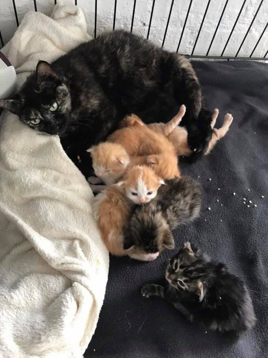 Маленьких новорожденных котят