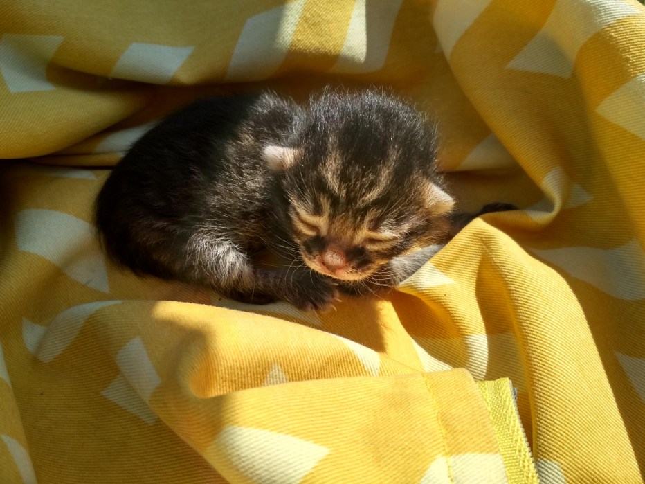 Новорождённые котята на улице