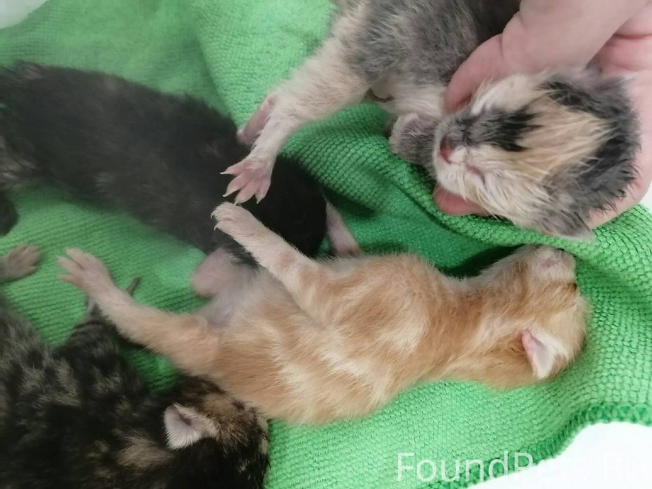 Новорожденные черные котята