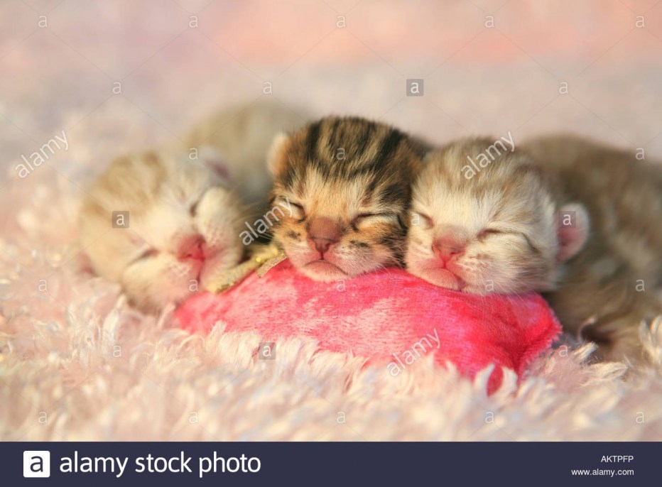 Новорожденные котята