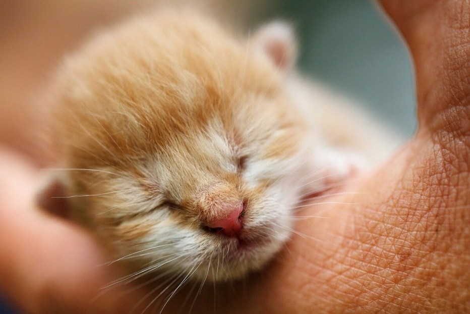 Белая кошка с котятами
