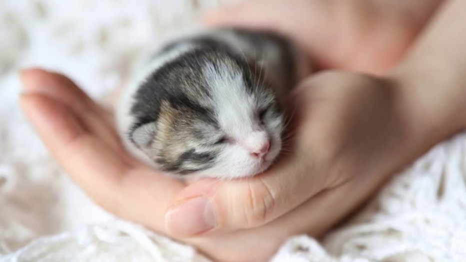 Новорождённые котята