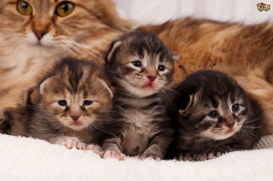 Новорожденные котята обычной кошки