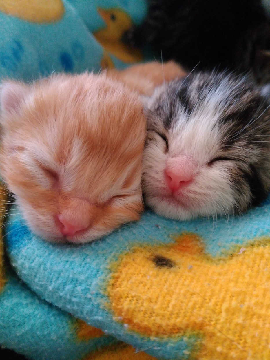 Белая кошка с котятами