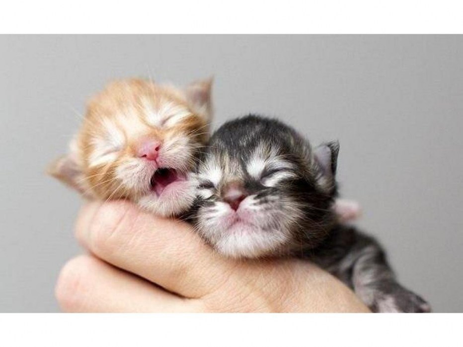 Новорожденный котенок белый