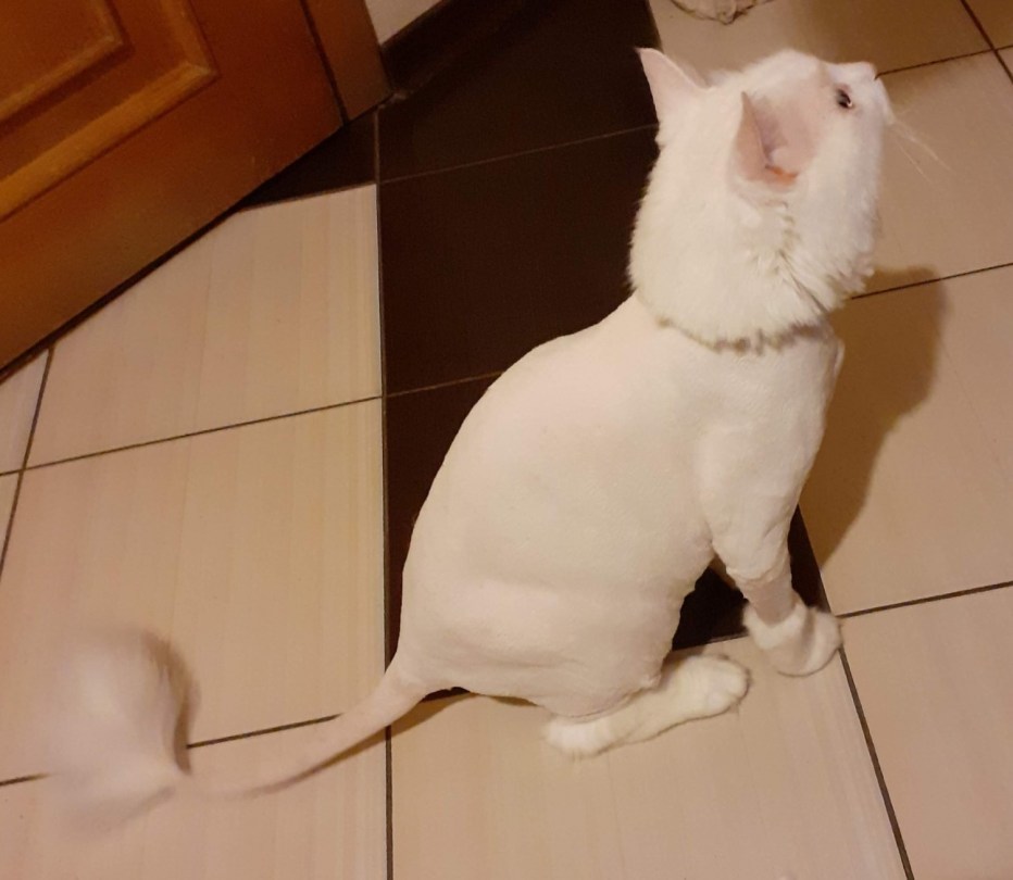 Стрижка ангорского кота