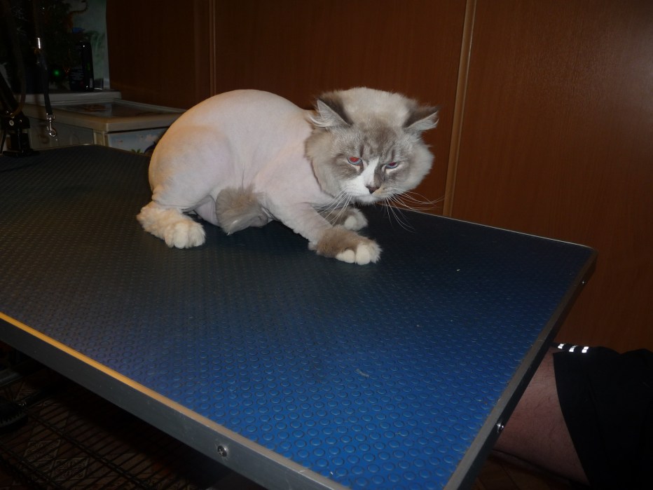 Гигиеническая стрижка кошек