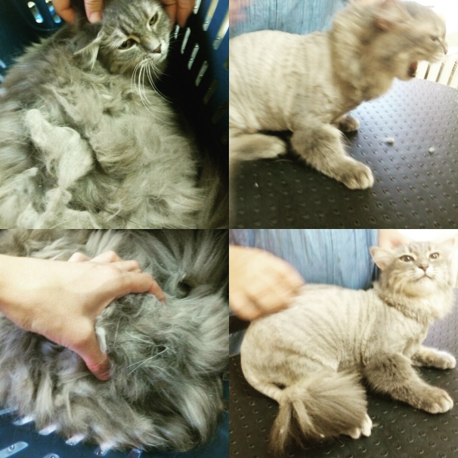 Стрижки для кошек с густой шерстью