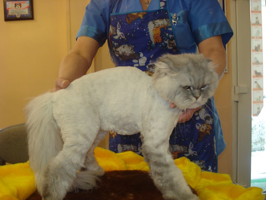 Стрижка кота под Льва
