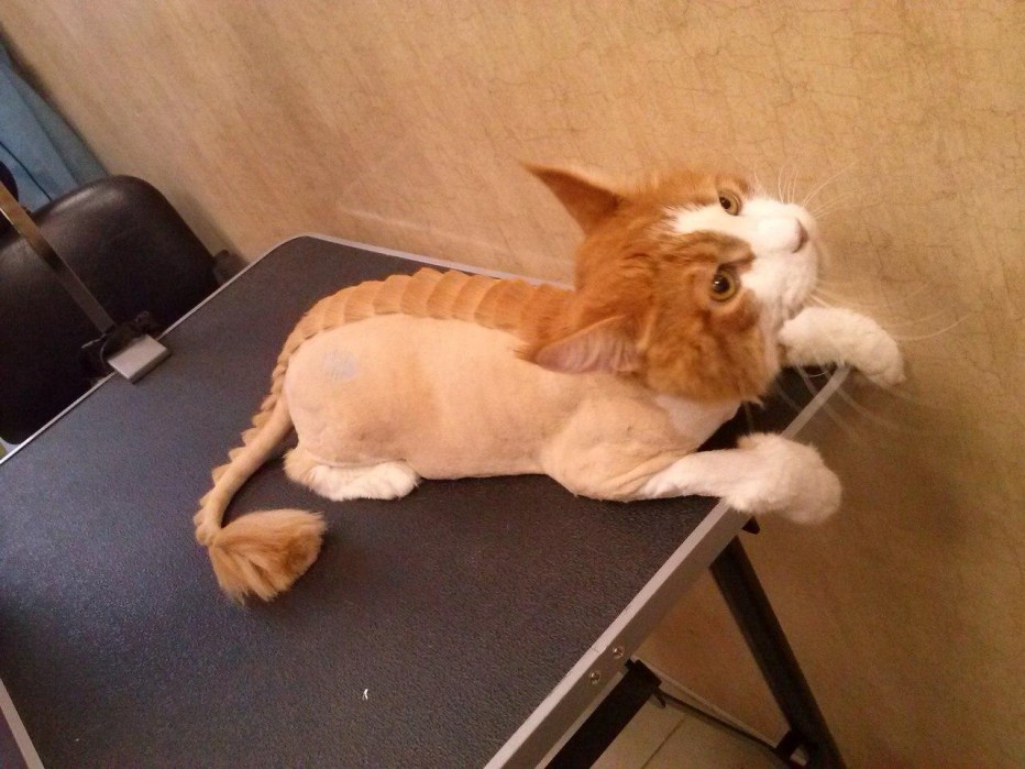 Стрижка котов и собак