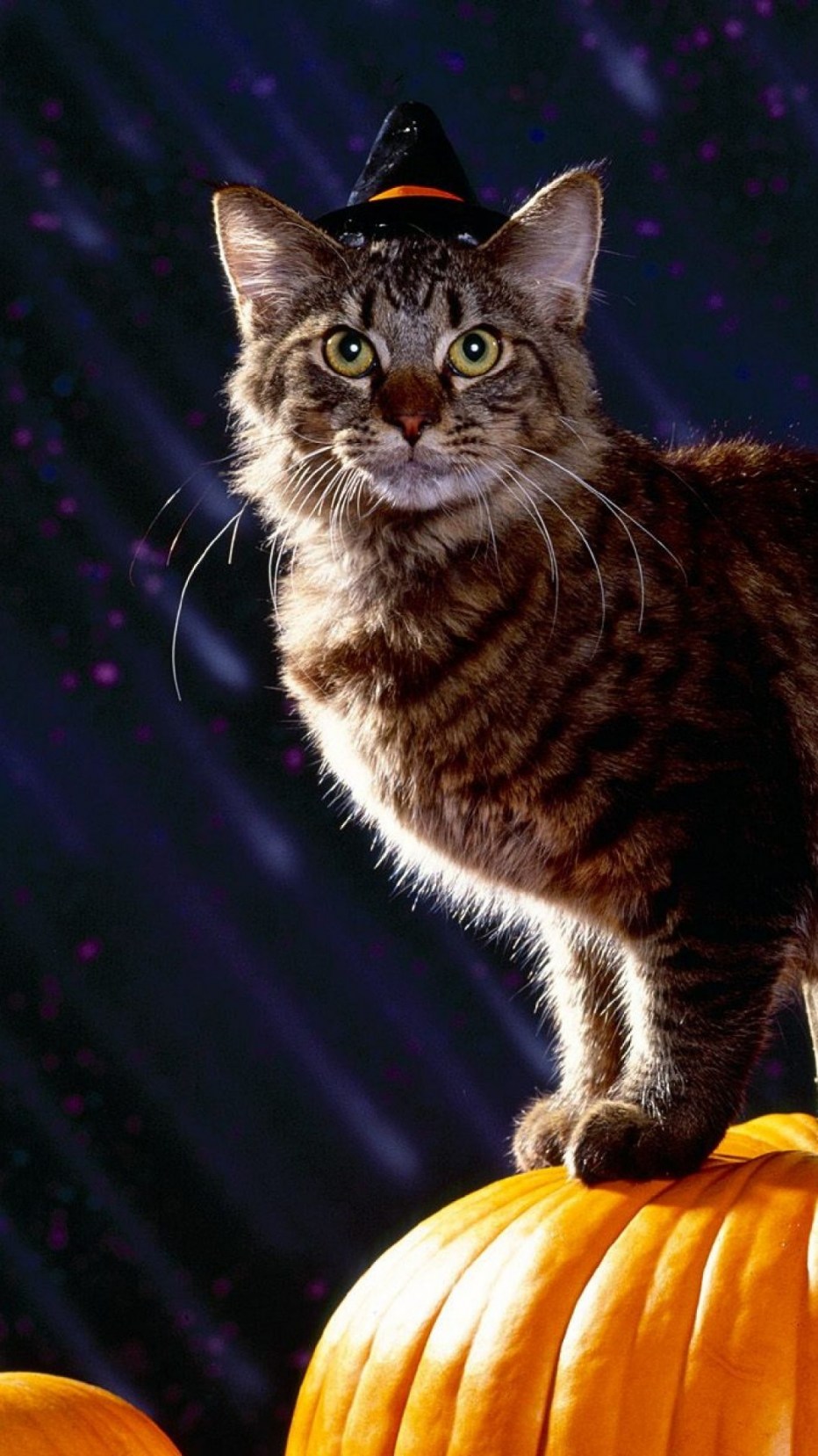 Кошачий Хэллоуин