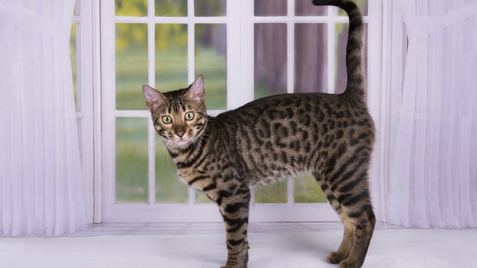 Калифорнийская сияющая кошка