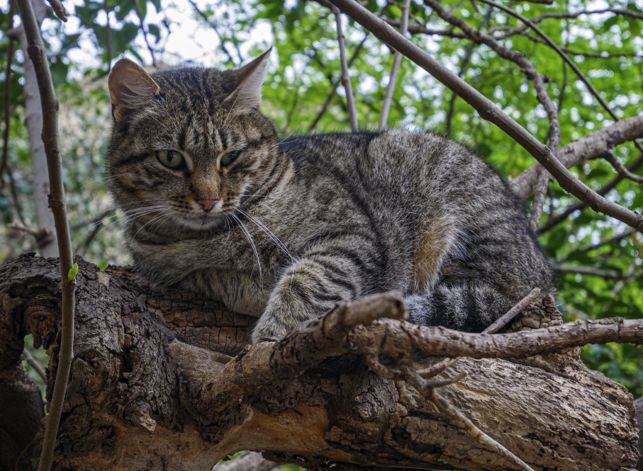 Калифорнийская сияющая кошка мяукает