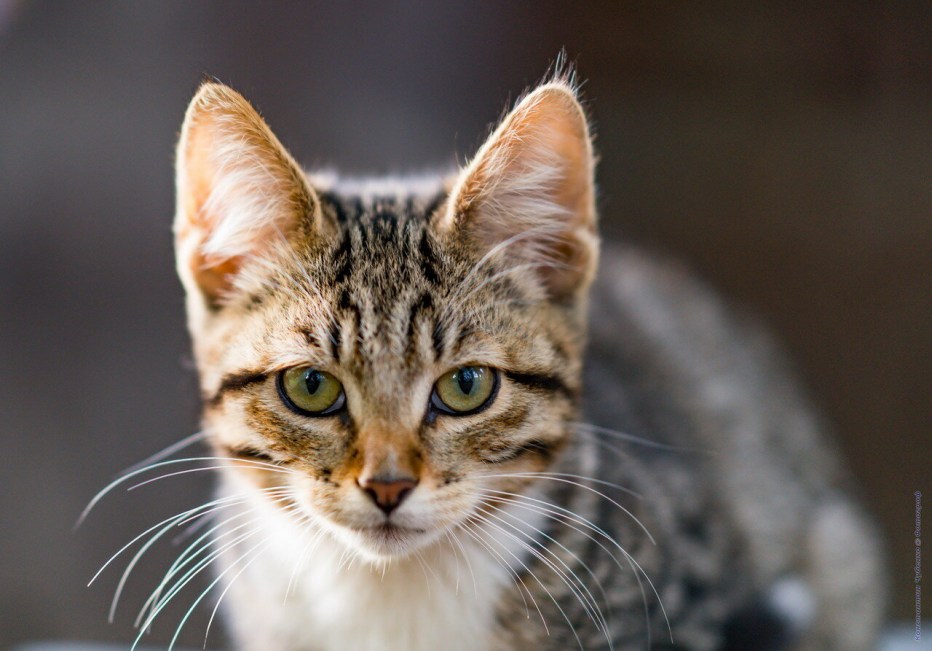 Калифорнийская сияющая кошка мяукает