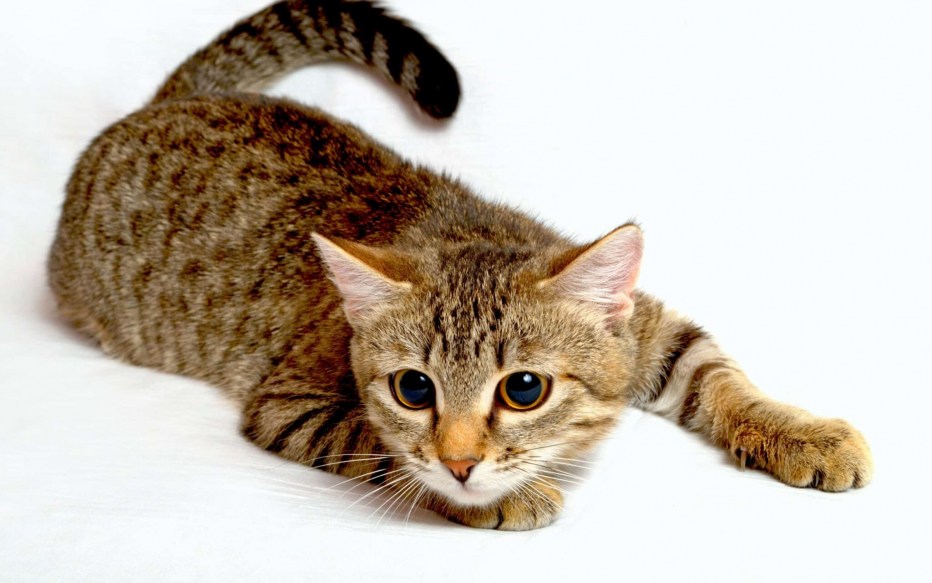 Красивые кошки