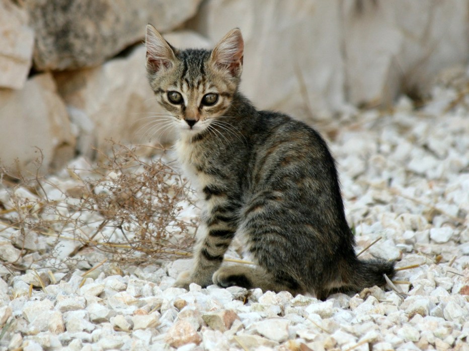 Блестящая Калифорнийская кошка