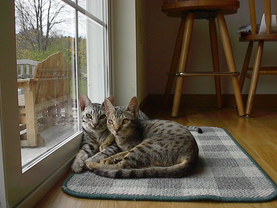 Котенок калифорнийской сияющей кошки