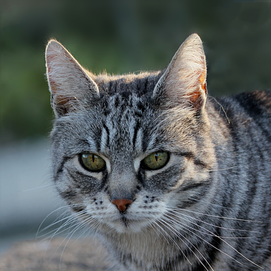 Felis Silvestris catus
