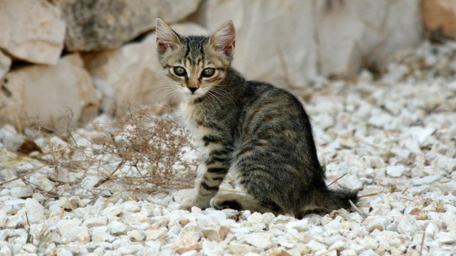 Кошачья голова