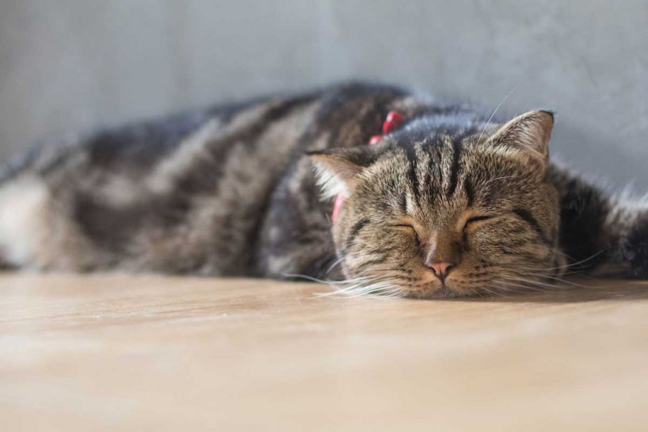 Кот лежит