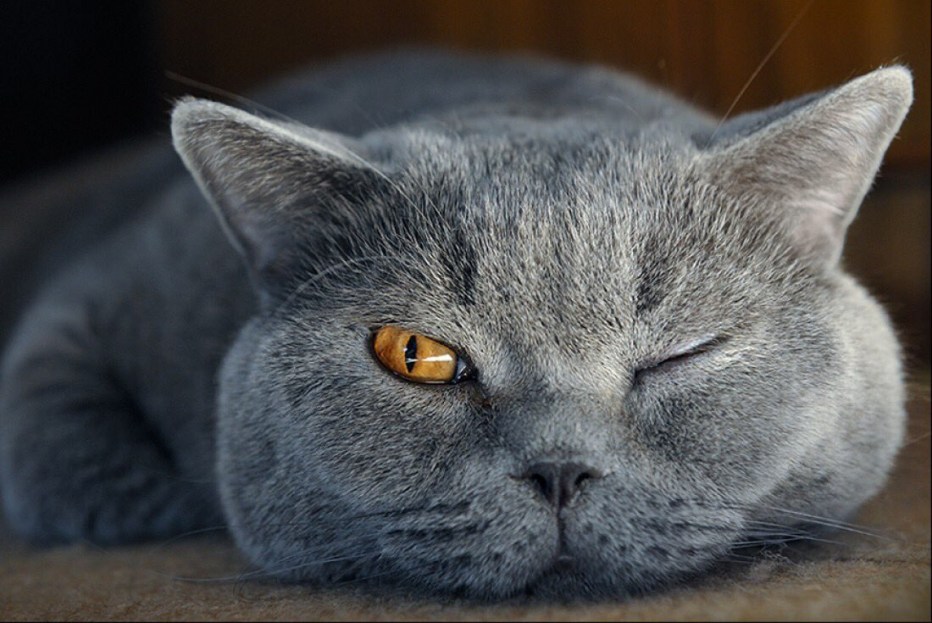 Морда британского кота