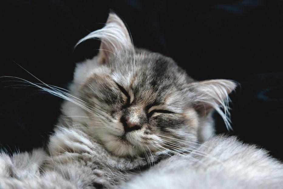 Котенок с закрытыми глазами