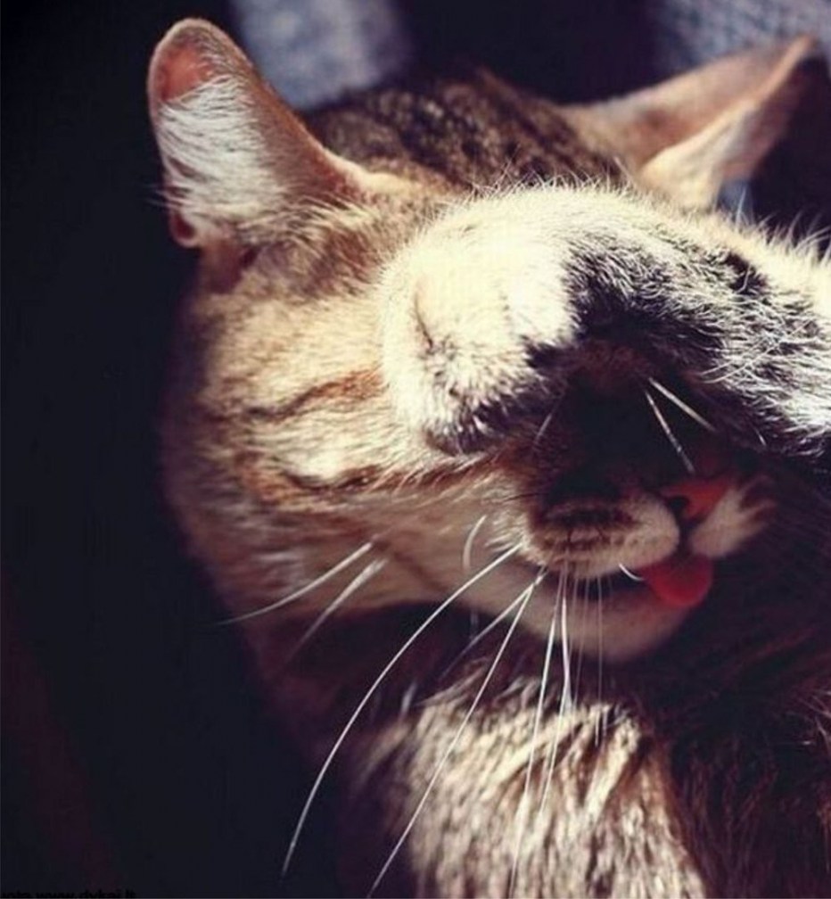 Котик кайфует