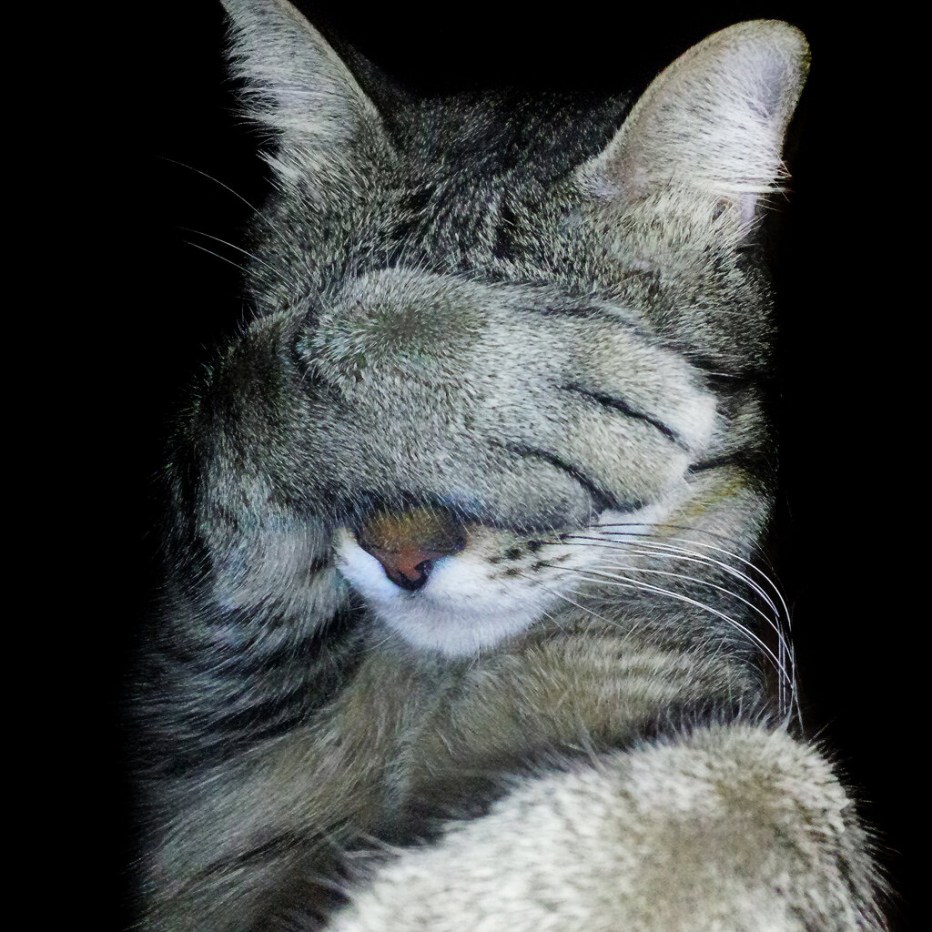 Кот фейспалм