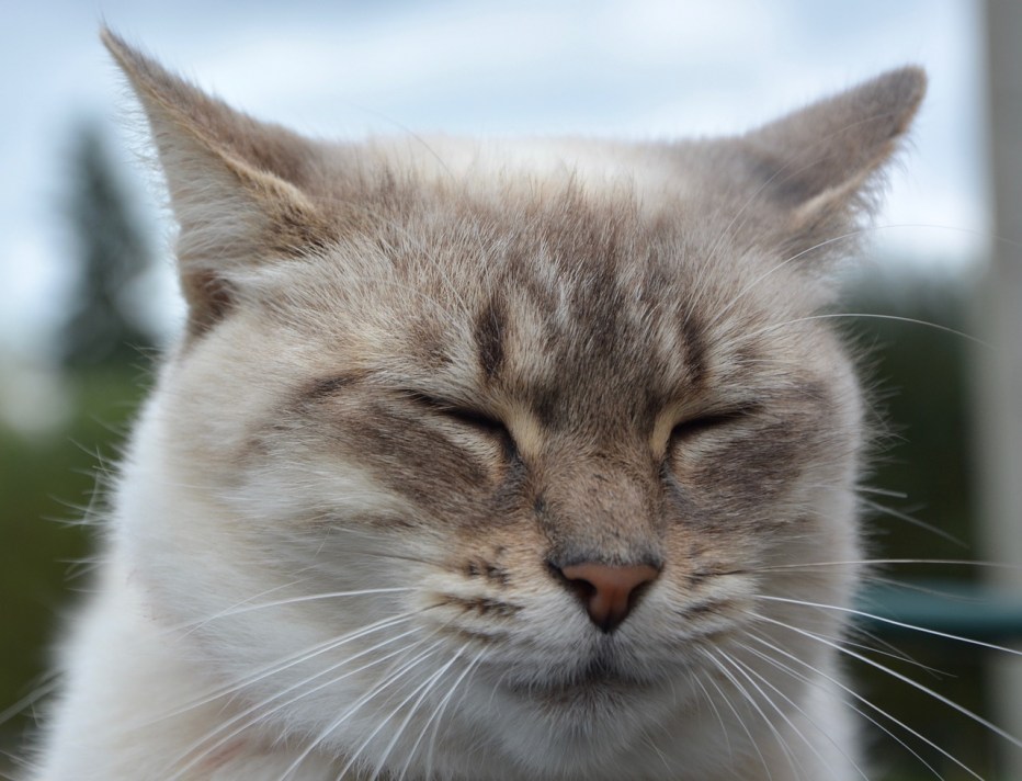 Кошачья голова
