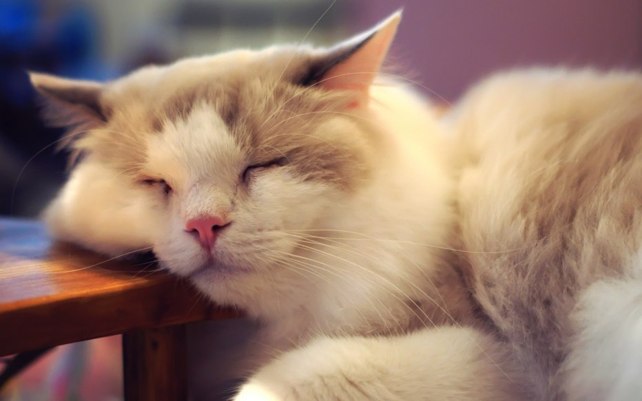Добрая кошка