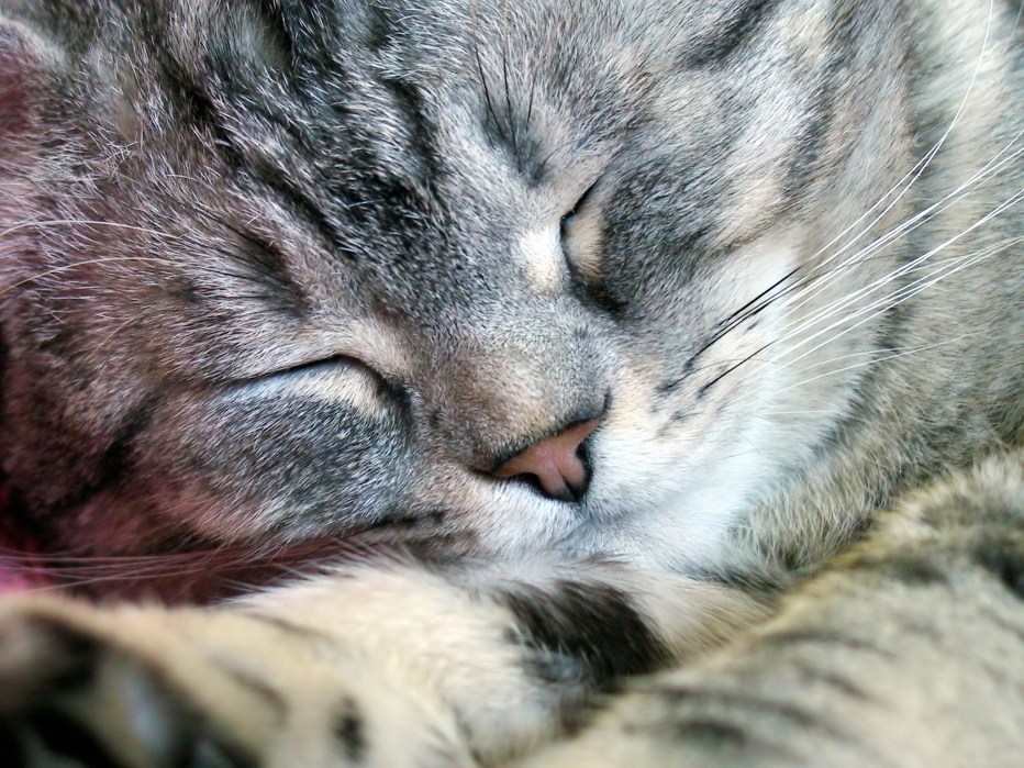 Котик мурчит