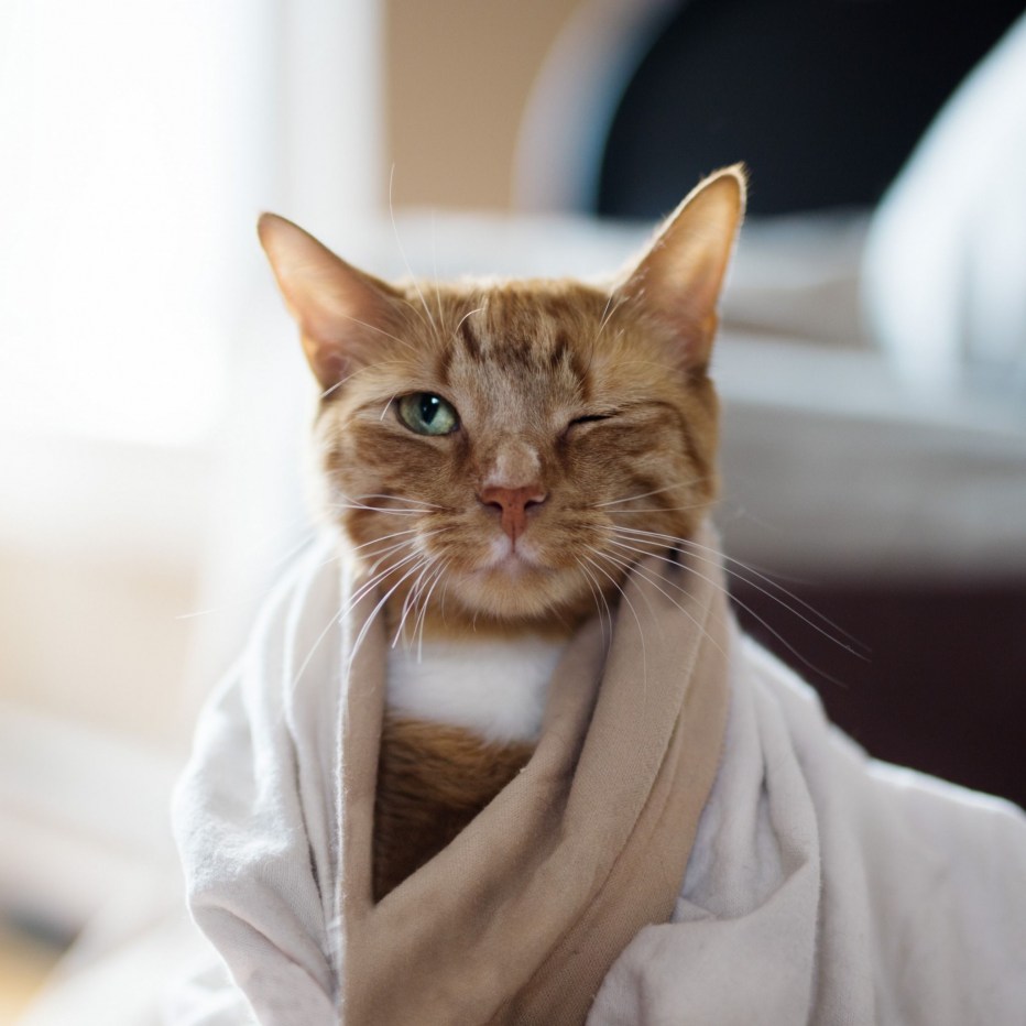 Кошки чистоплотные животные