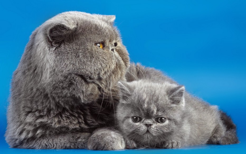 Персидская вислоухая кошка
