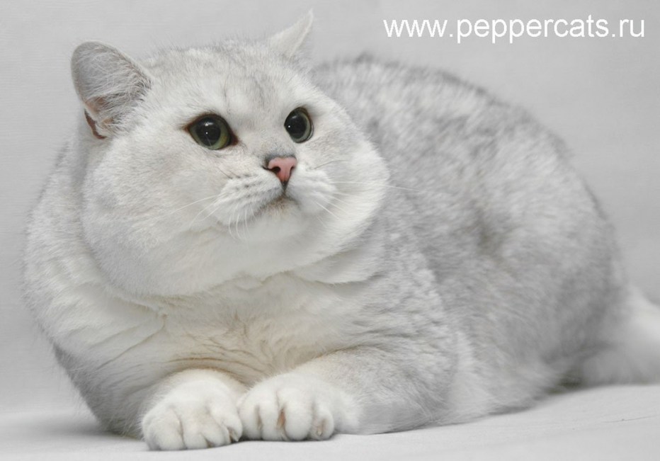 Британский кот белый шиншилла