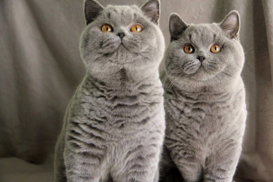 Британская короткошёрстная кошка толстая
