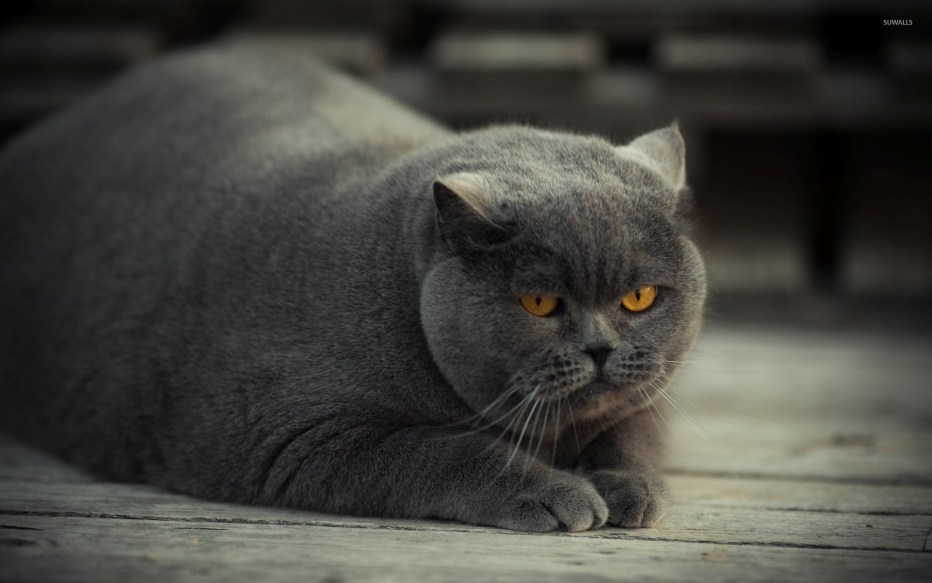 Жирный британский кот
