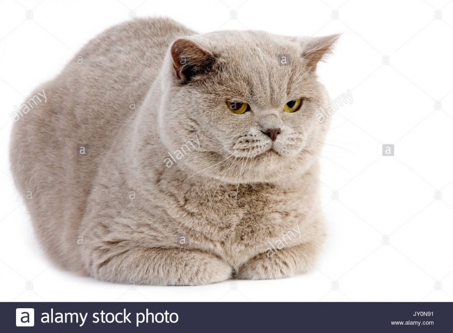 Британский кот фу
