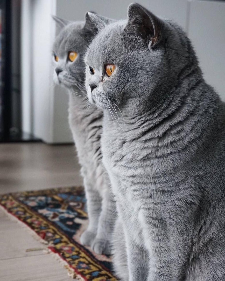 Шотландские вислоухие коты мраморные