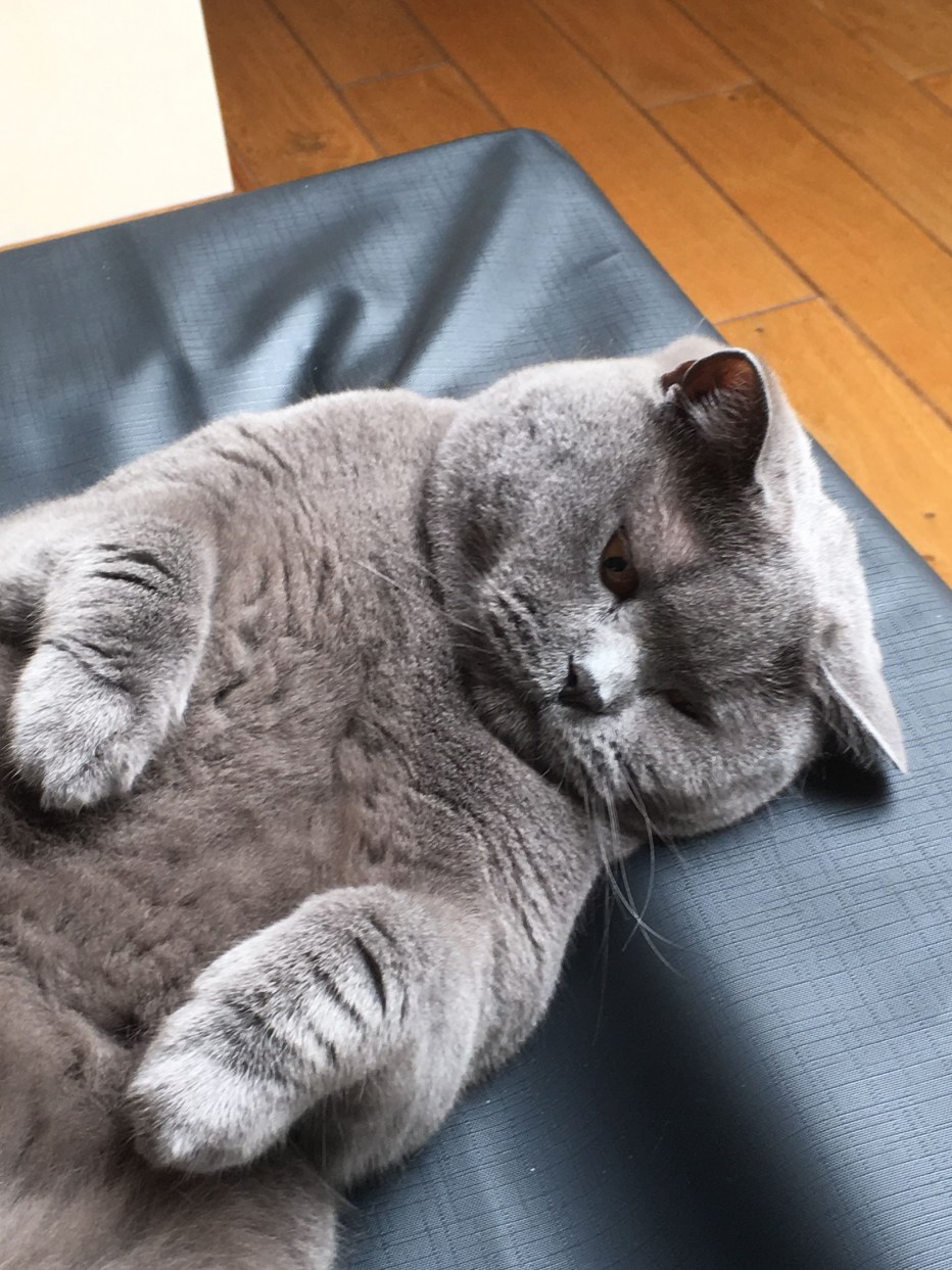 Спящий британский кот