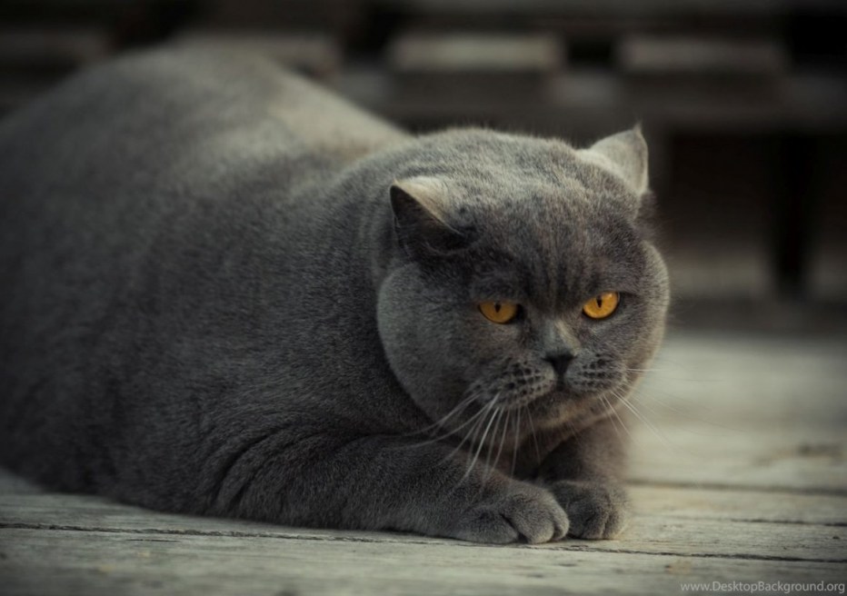 Британская кошка короткошерстная серая