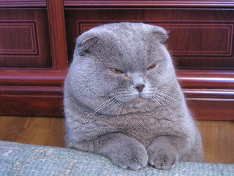 Скоттиш фолд Хосико
