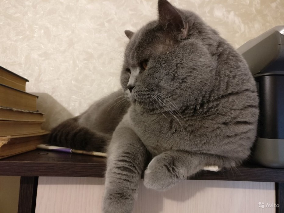 Шотландский страйт кот толстый