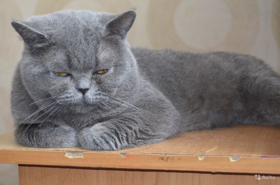 Британский вислоухий котяра