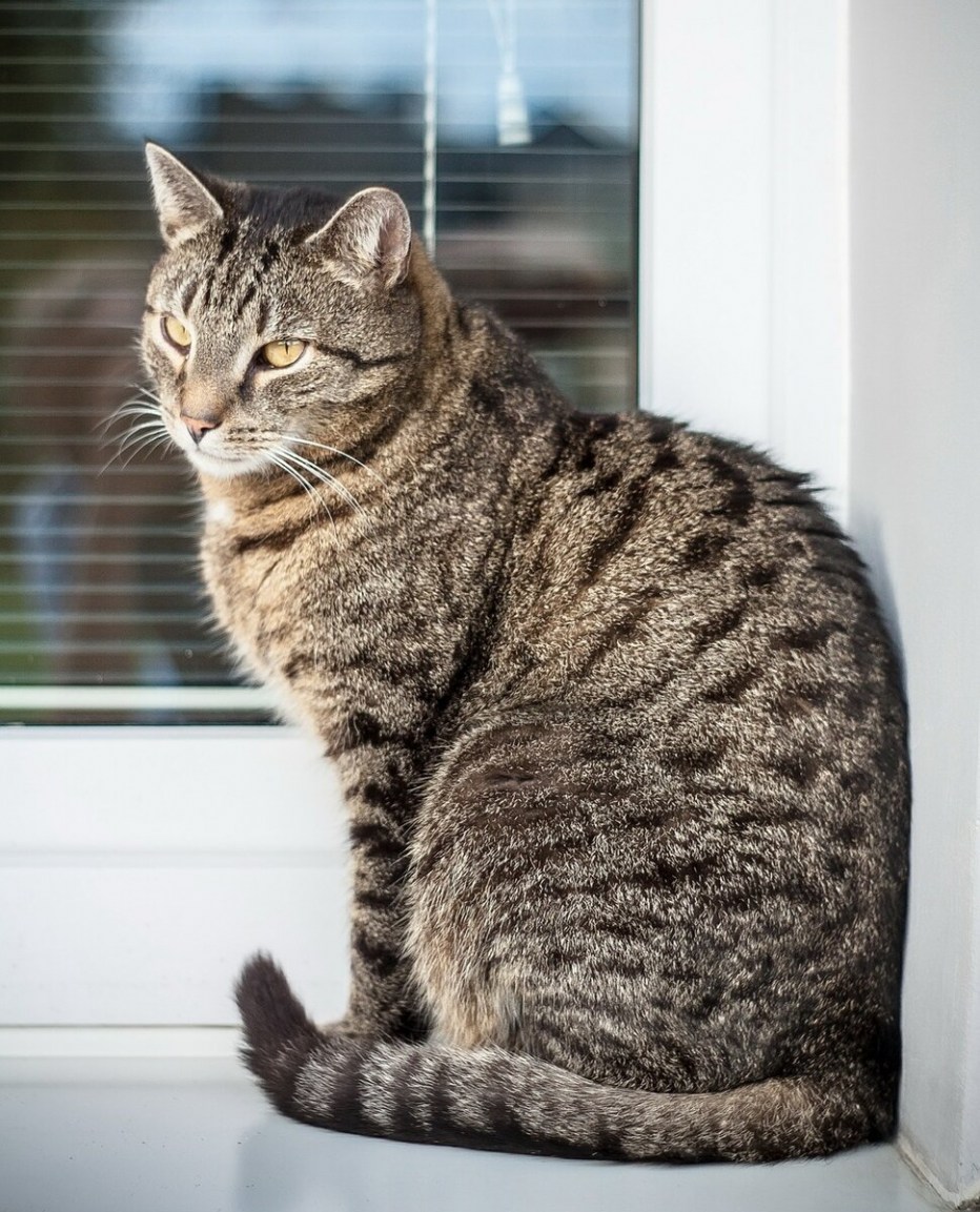Кот тойгер