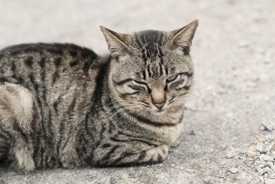 Кошка серая