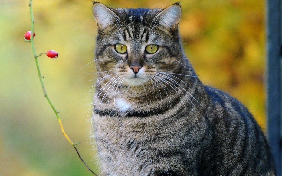 Кошка серая