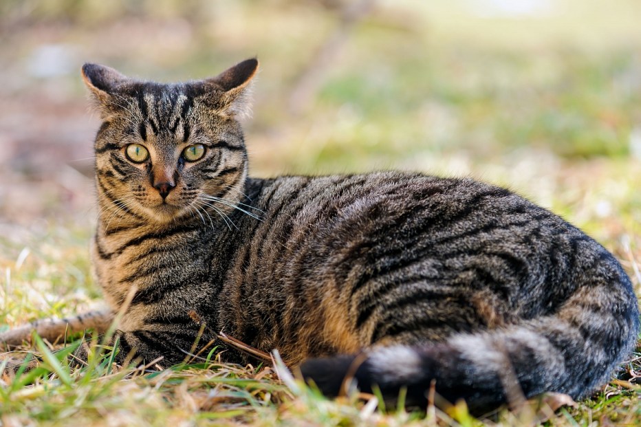 Бенгальский кот полосатый помесь