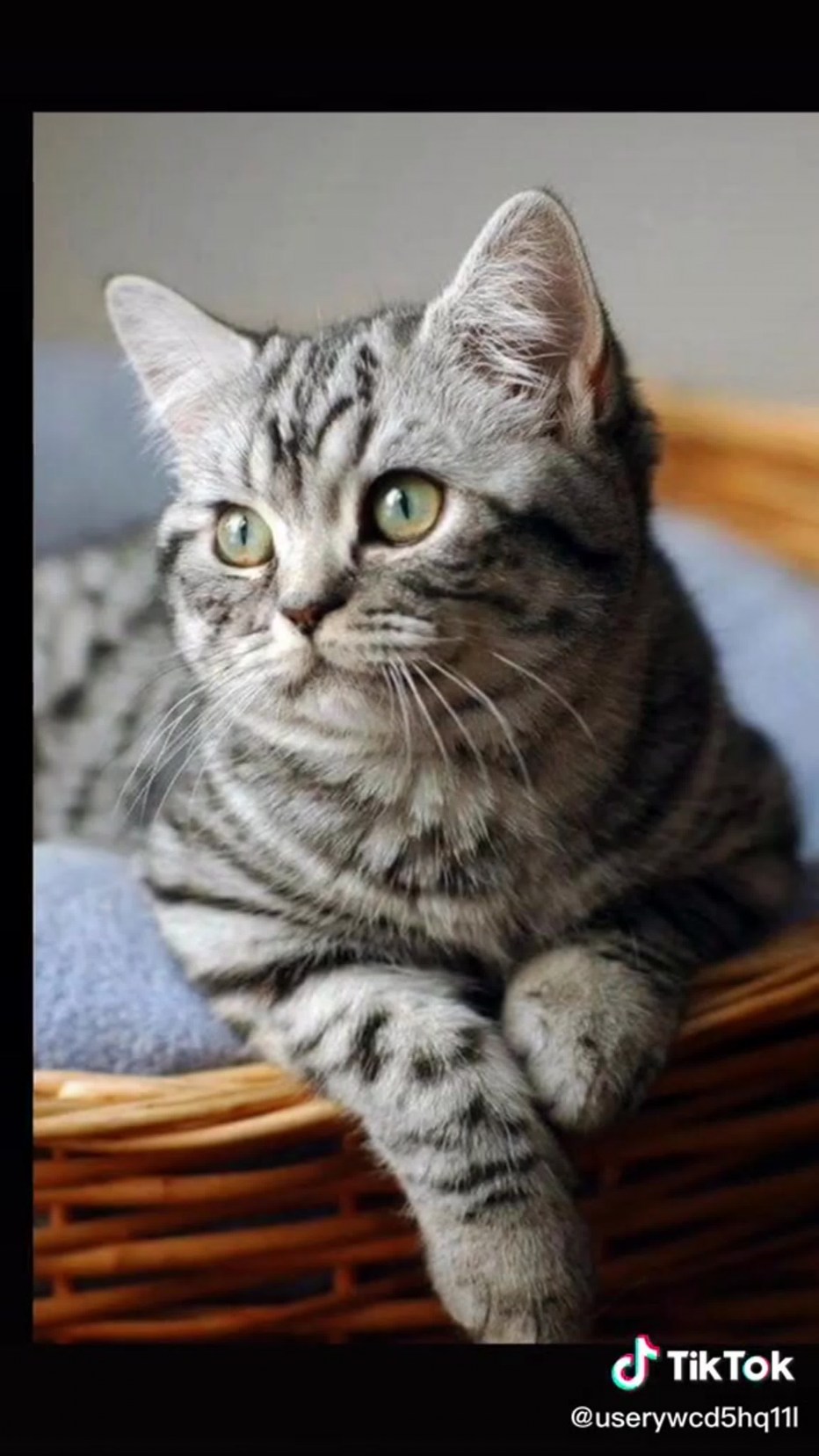 Шотландская короткошерстная табби